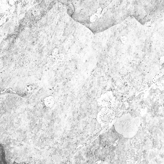 Texture d’habillage effet pierre calcaire blanche