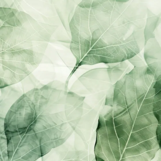 Texture d’habillage effet feuillage vert léger