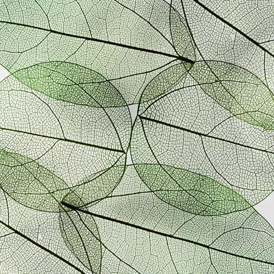 Texture d’habillage effet feuille graphique sur fond clair